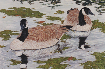 Majestic Reflections